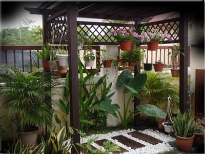 Cara Desain  Taman Rumah Memilih Tanaman untuk Taman 