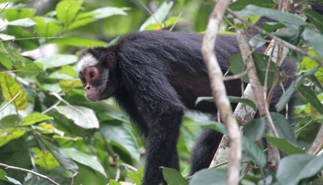 Macaco-aranha-de-cara-preta (Ateles paniscus) - Zoo de São…
