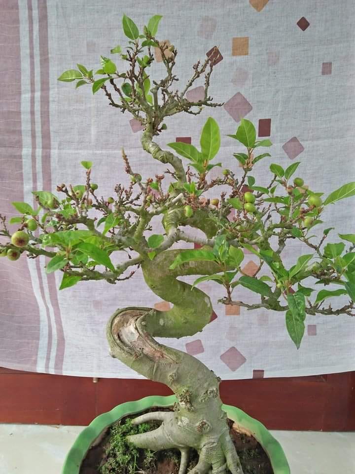 Bonsai Loa Berbuah