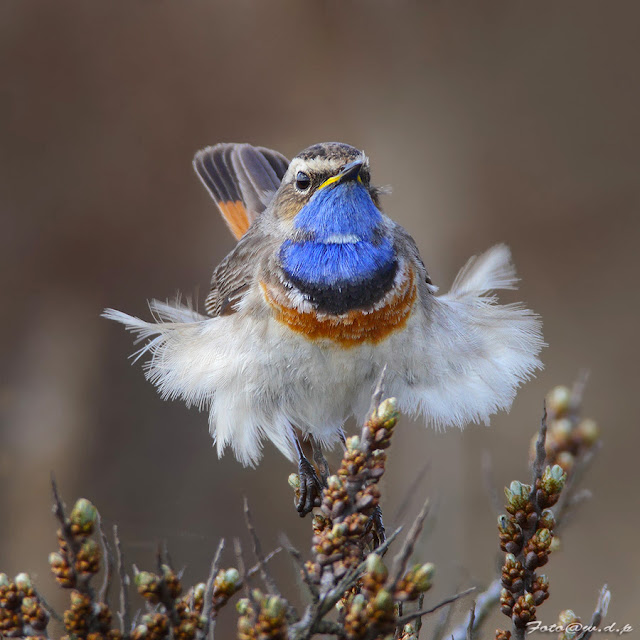 Bird Photos Nature Photography