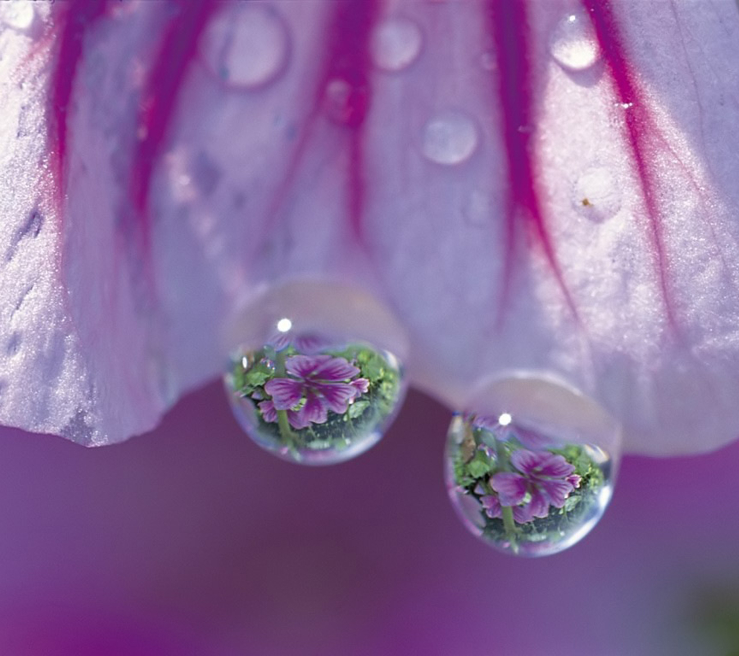 Water drops purple 24018913 1024 768 samsung galaxy s3 wallpaper vista