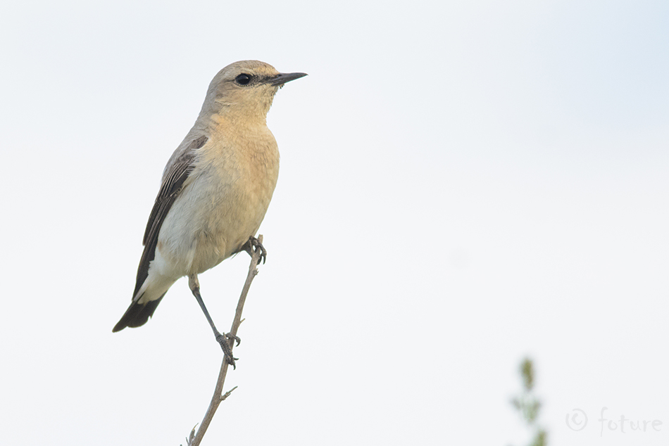 Kivitäks, Oenanthe oenanthe, Northern Wheatear, täks