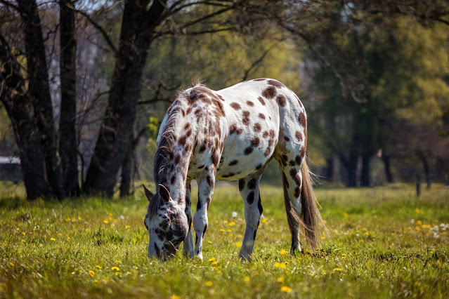 Appaloosa horse