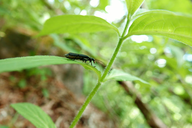 Themus cyanipennis