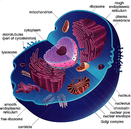 Animal Cell Flagella. animal eukaryotic cell