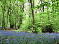 White Down bluebells