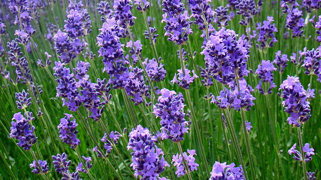 Lavender is a flowering plant of the mint family known for its beauty