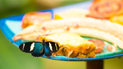 Falter bei der Fütterung auf der EGA Erfurt im Schmetterlingshaus von Fotograf Michael Schalansky