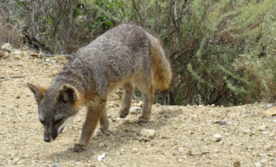 the catalina island fox