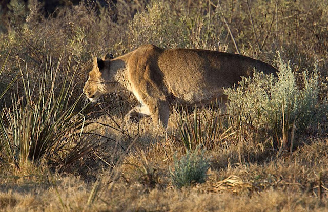 Impala escapes from lion's jaws, lioness ready for ambush