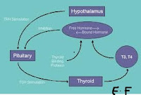thyroiditis-cycle-chart