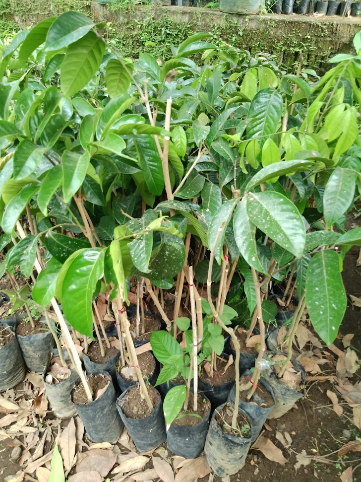 jual pohon buah bibit duku tanpa biji yang cepat berbuah riau Jawa Timur