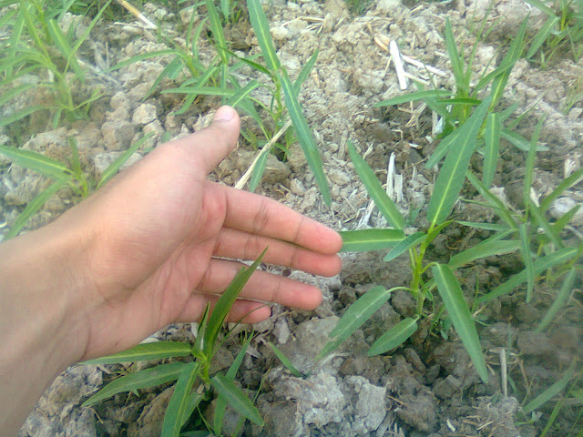 Tanaman Kangkung Organik di Sawah