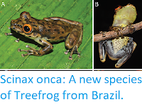 http://sciencythoughts.blogspot.co.uk/2017/10/scinax-onca-new-species-of-treefrog.html