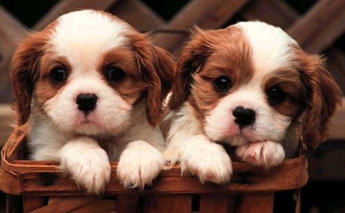 cute puppies