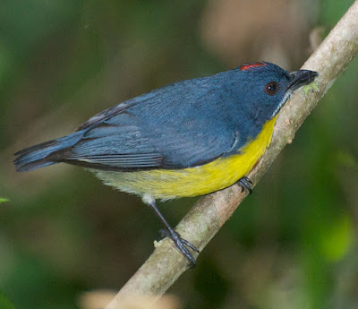 Crimson-breasted Flowerpecker (Dicaeum percussus)