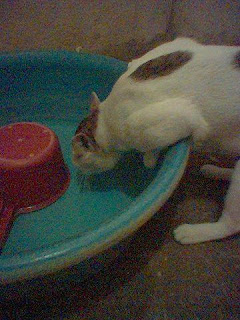 Ponky drinking from the basin