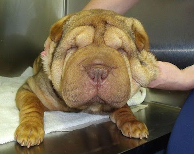 Shar Pei After Facelift Seen On www.coolpicturegallery.us