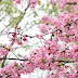 Cherry Blossoms at Tidal Basin, Washington, D.C.