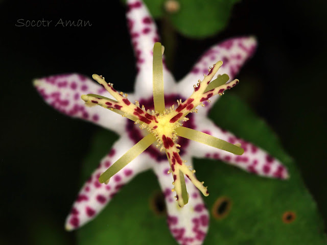 Tricyrtis affinis