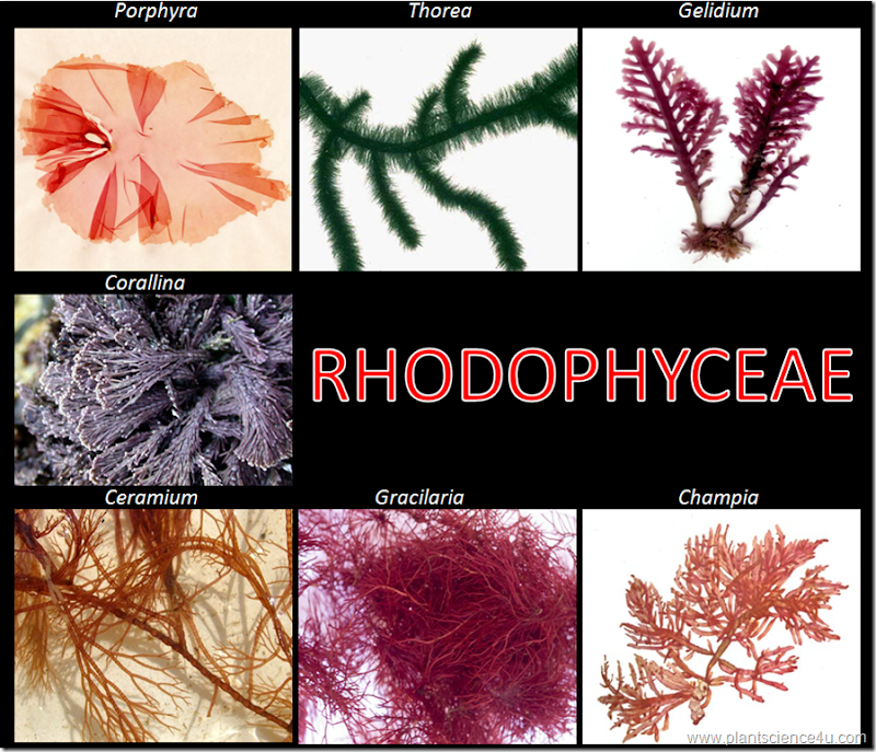 Красные водоросли 7 класс впр. Грациллярия водоросль. Красные водоросли анфельция. Анфельция складчатая. Анфельция складчатая водоросль.