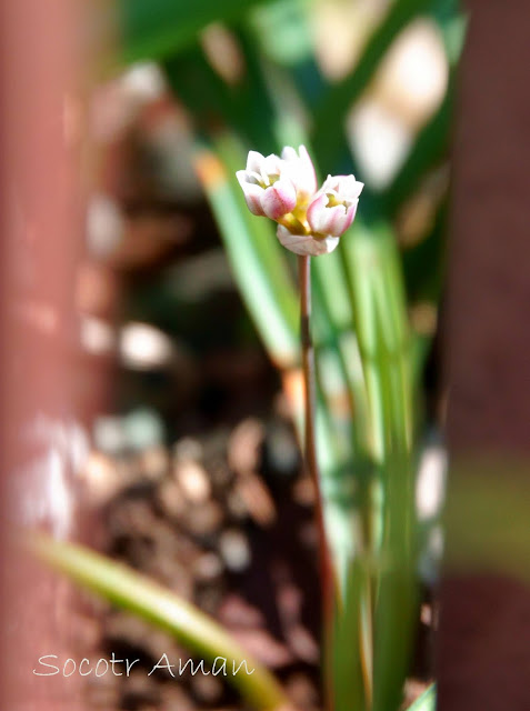 Allium monanthum