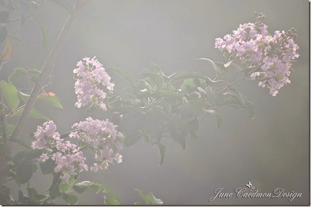 CrepeMyrtleFog
