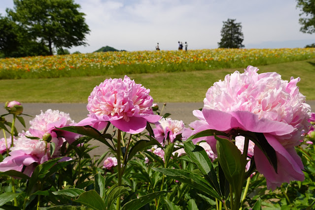 鳥取県西伯郡南部町鶴田 とっとり花回廊 花の丘