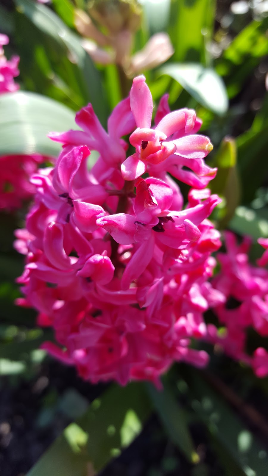 Pink Spring Flowers Photo by @clairejustineo