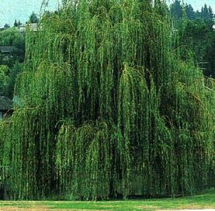 Weeping Trees Weeping Trees