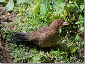 female blackbird,turdus merula