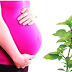 Tulsi plant is beneficial for pregnant women, definitely know these things