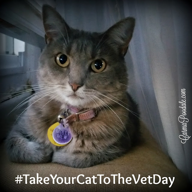 Molly Mew the #cat saying #takeyourcattothevetday