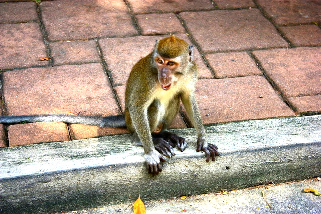 Sentosa monkeys