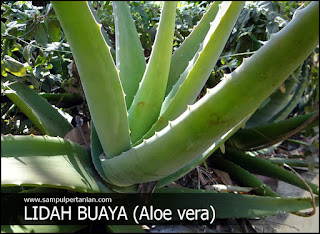  Morfologi  lidah  buaya  Aloe vera 