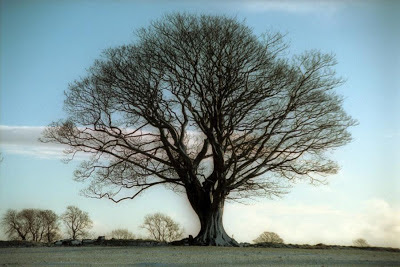 Sycamore Tree