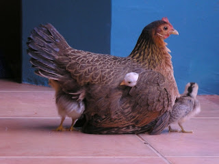 Conchita and her chicks, La Ceiba, Honduras