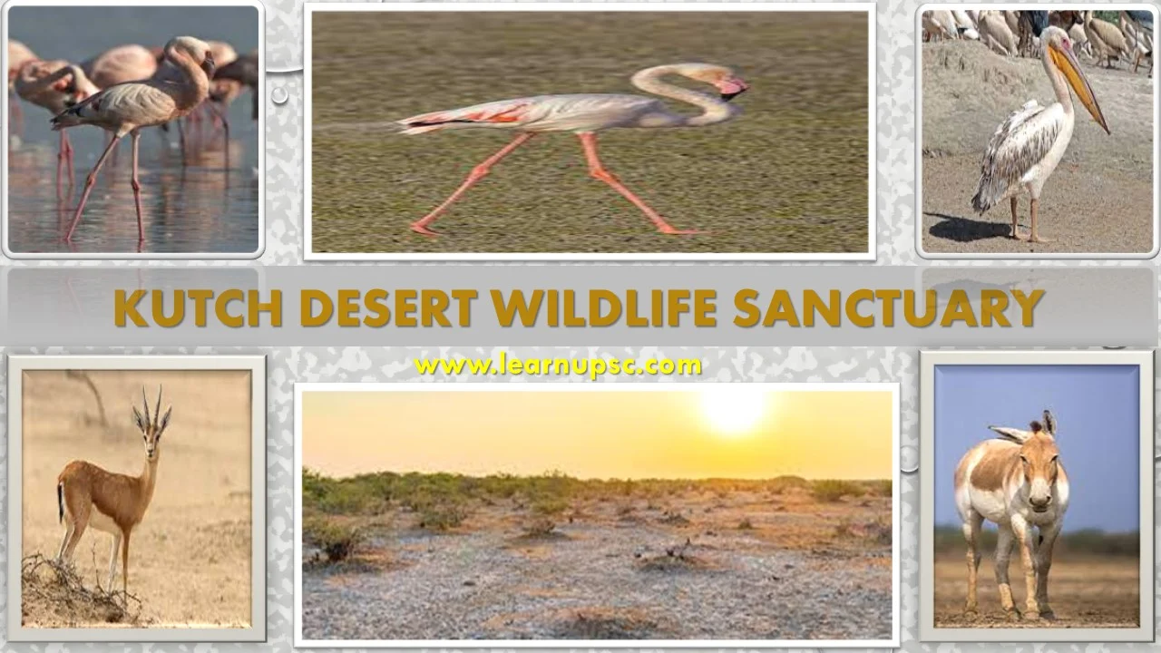 Kutch Desert Wildlife Sanctuary