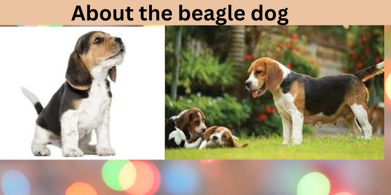 About the beagle dog