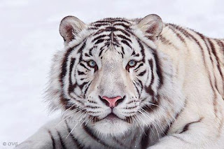 Tigre Blanco 002