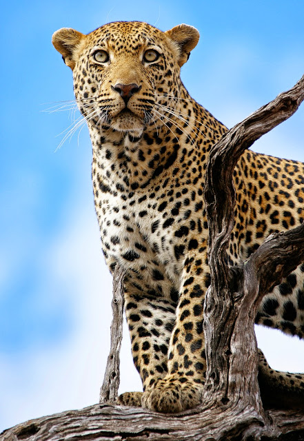 African Leopard Climb Tree (Panthera pardus)