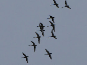 trumpeter swans in flight