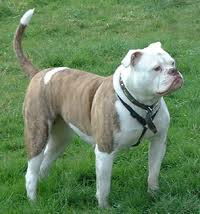 Characteristics and History of  American Bulldog   Breed Details 