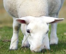 Vegan Voice: Why Wool is Bad News