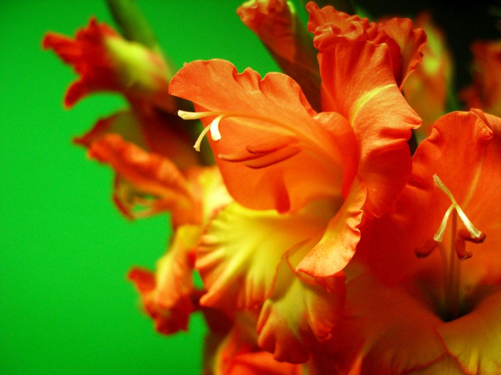 Gladiolus Flower Wallpaper