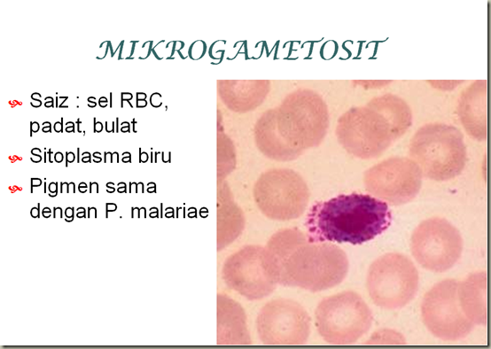 KOLEKSI TUGASAN: PARASITOLOGI-PLASMODIUM OVALE