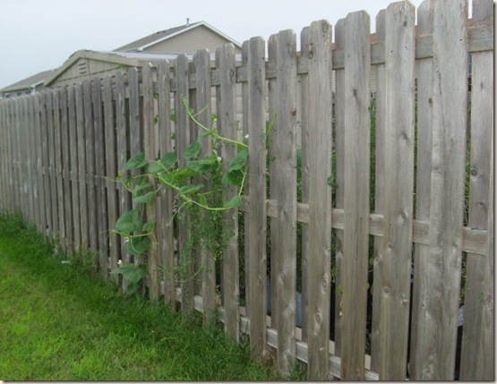 Garden Aug 16 (11)