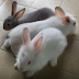 LIONHEAD RABBITS and NEW ZEALAND WHITE RABBITS