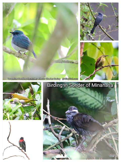 Birdwatching, sightseeing, cultural tour in Minahasa regency of North Sulawesi