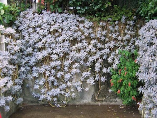 Graptopetalum paraguayense